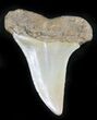 Fossil Mako (Isurus) Shark Tooth - Belgium #24381-1